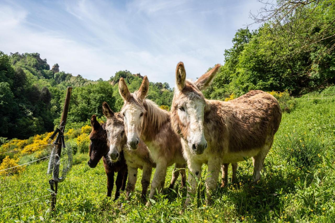 Il Giaggiolo Villa Reggello Dış mekan fotoğraf